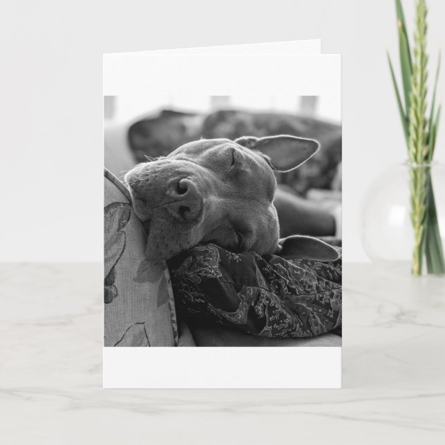 Pitbull Love Card (Front)