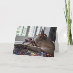 Pitbull Love Thank You Card
