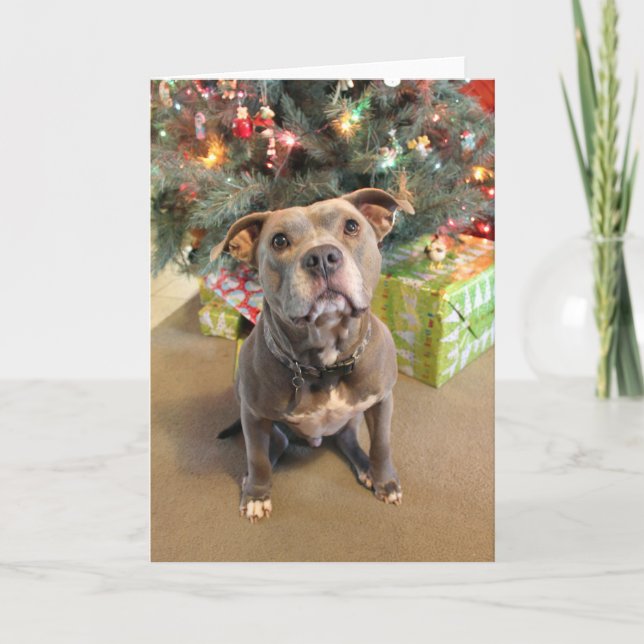 Pitbull Loves Christmas Blank Christmas Card (Front)