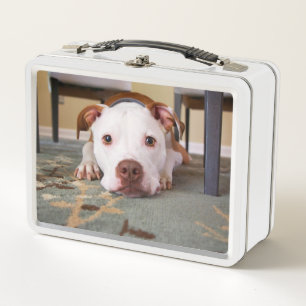 Pitbull Metal Lunch Box