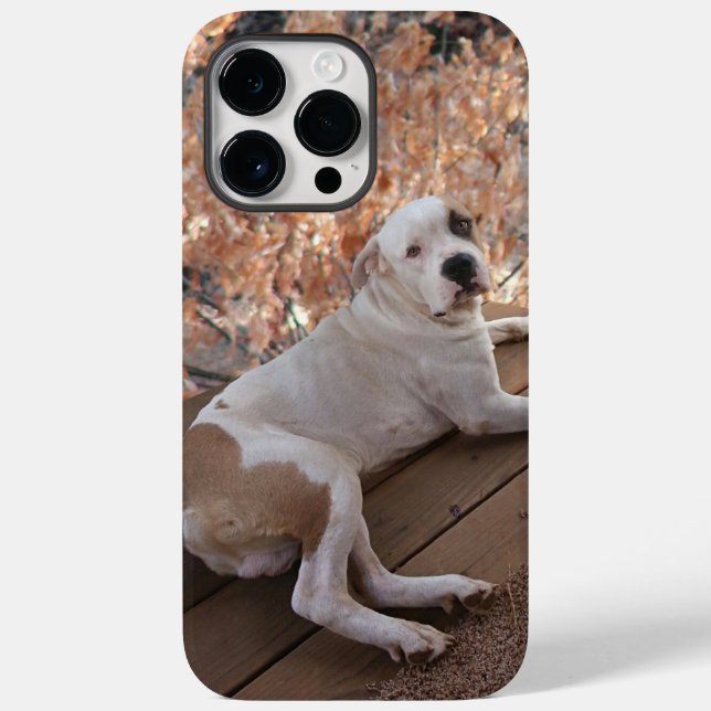 Pitbull Porch Dog iPhone Case (Back)