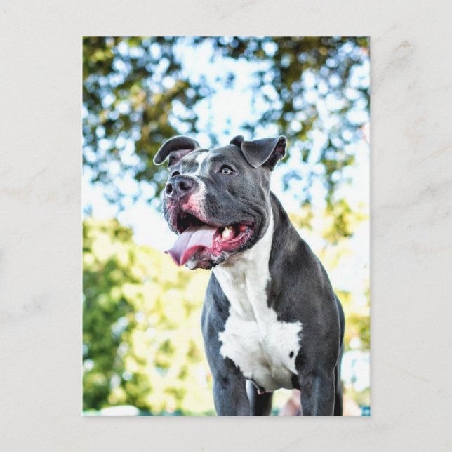 Pitbull Postcard (Front)