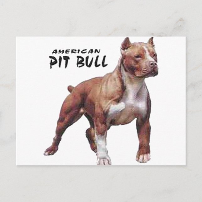 Pitbull Postcard (Front)