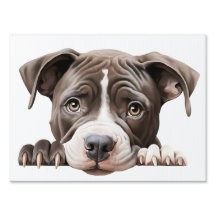 Pitbull Puppy