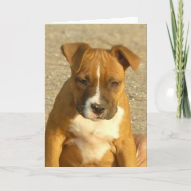 Pitbull puppy greeting card (Front)