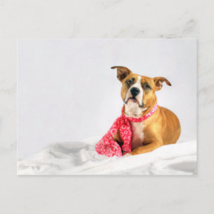 Pitbull Puppy Love in Pink Postcard