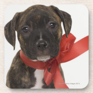 Pitbull puppy wearing red ribbon coaster