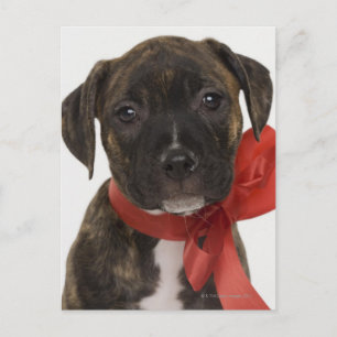 Pitbull puppy wearing red ribbon postcard