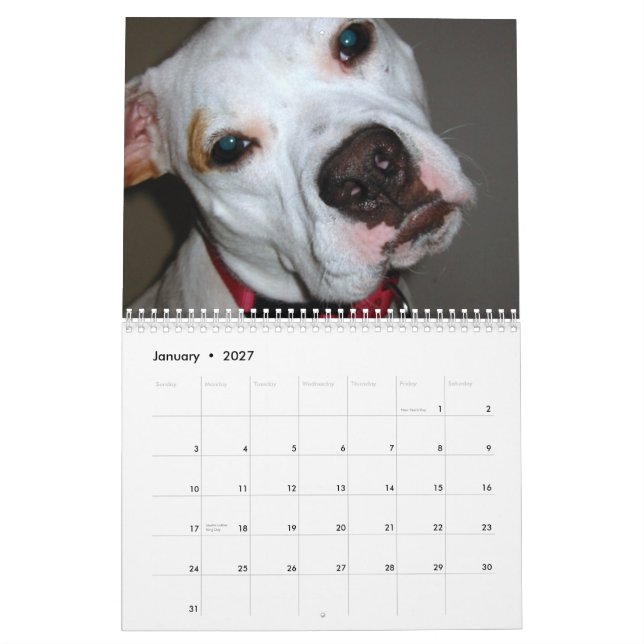 Pitbull Save the Breed calendar (Jan 2027)