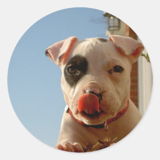 Pitbull stickers