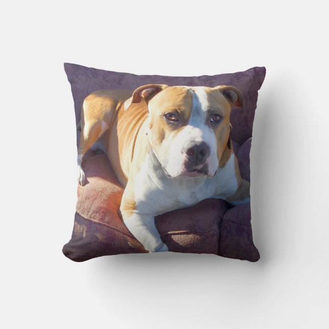 Pitbull terrier dog cushion (Front)