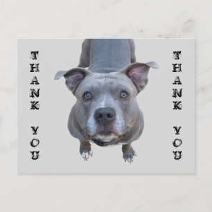 Pitbull Thank You Postcard