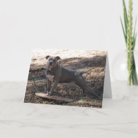 Pitbull with Skateboard Dare You Get Well Card