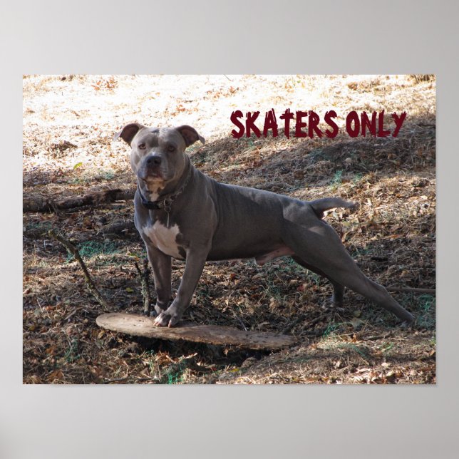 Pitbull with Skateboard Skaters Only Poster (Front)