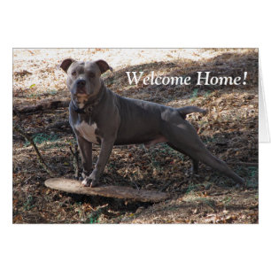 Pitbull with Skateboard Welcome Home Card