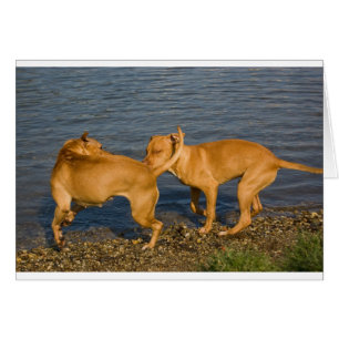 pitbulls in love
