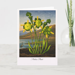 Pitcher Plant — Modern Botanical Reinterpretation Card