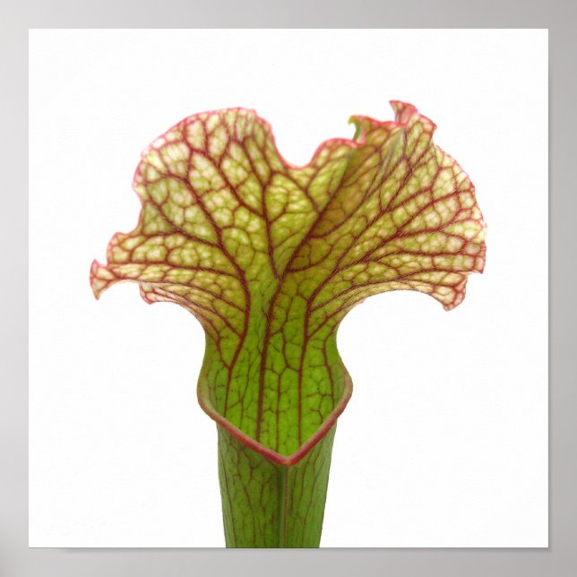 Pitcher Plant Poster (Front)