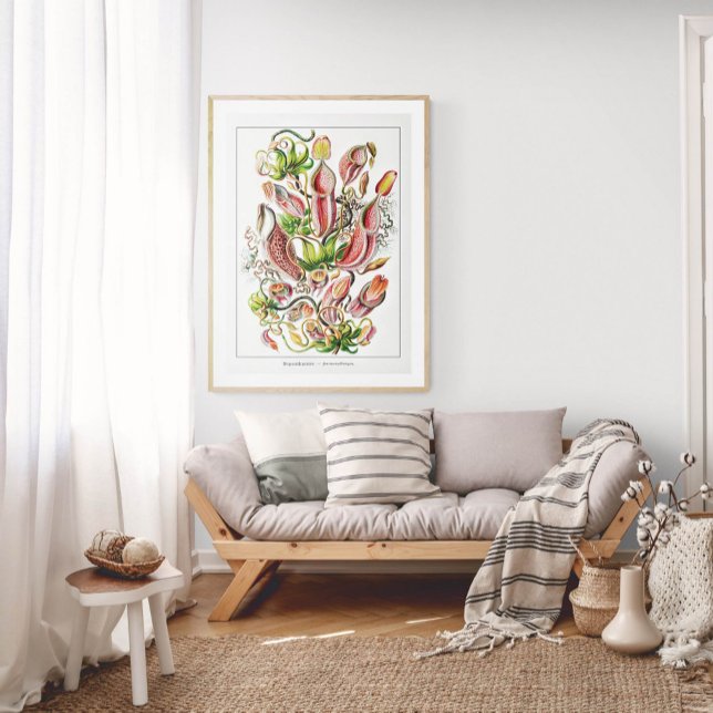 Pitcher Plant (White) | Vintage Ernst Haeckel Poster (Creator Uploaded)
