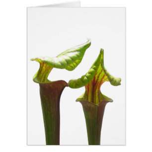 Pitcher Plants