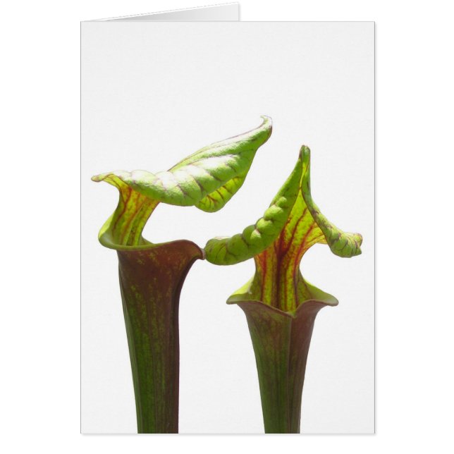 Pitcher Plants (Front)
