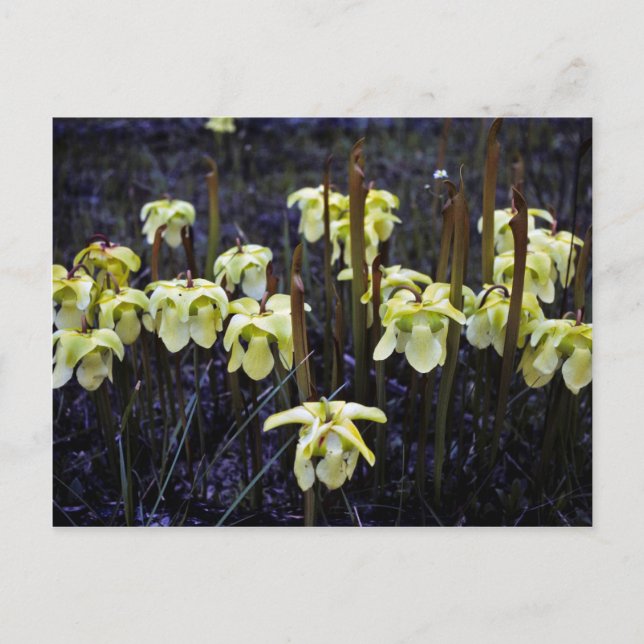 Pitcher Plants Postcard (Front)
