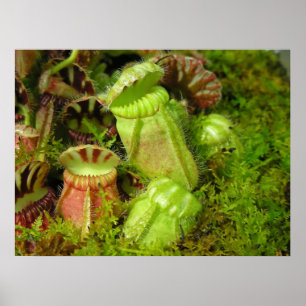 Pitcher Plants Poster
