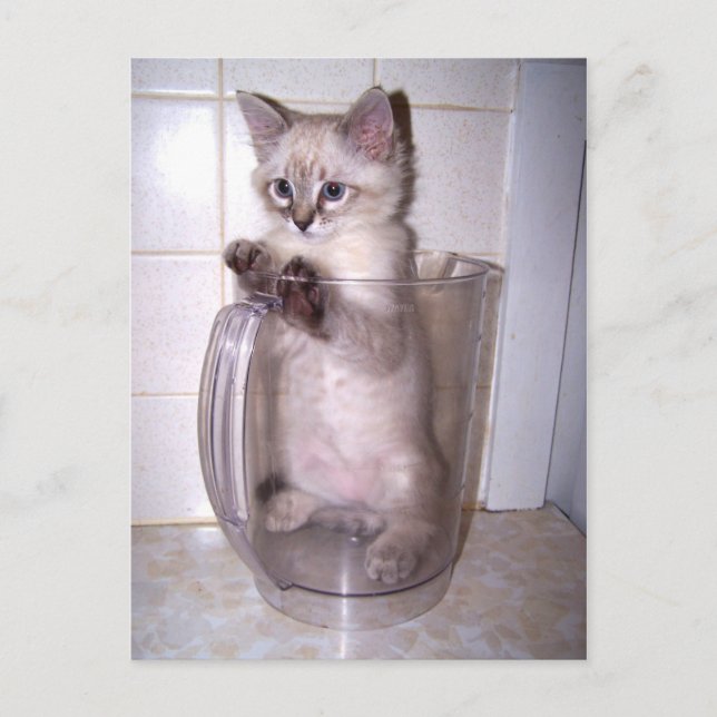 Pitcher Purrfect Postcard (Front)
