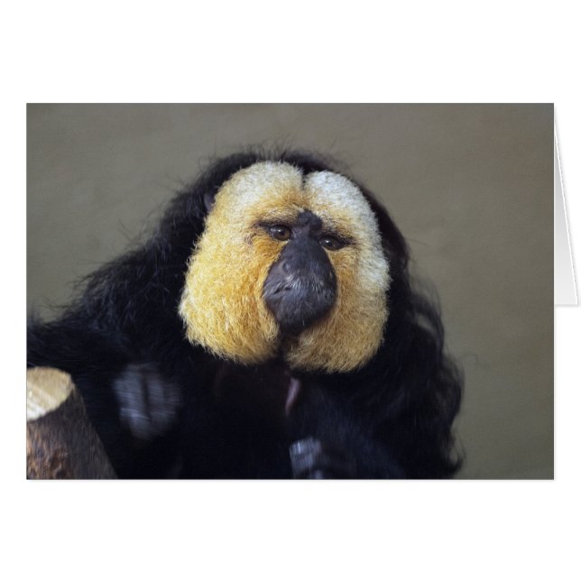 Pithecia pithecia (Front Horizontal)