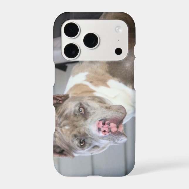 Pitt bull (Back)