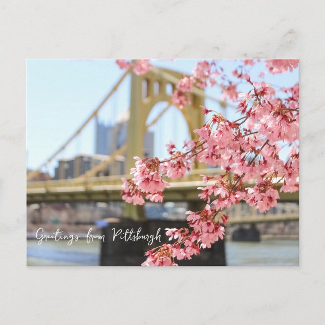 Pittsburgh Bridge and Cherry Blossoms Postcard (Front)