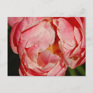 Pivoine Postcard