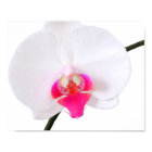 PixDezines phalaenopsis dorne/white orchid