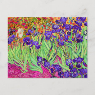 PixDezines van gogh iris/st. remy Postcard