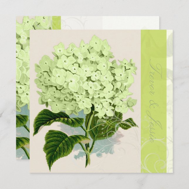 PixDezines vintage green hydrangea Invitation (Front/Back)