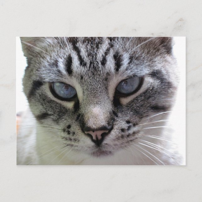 Pixie up close postcard (Front)