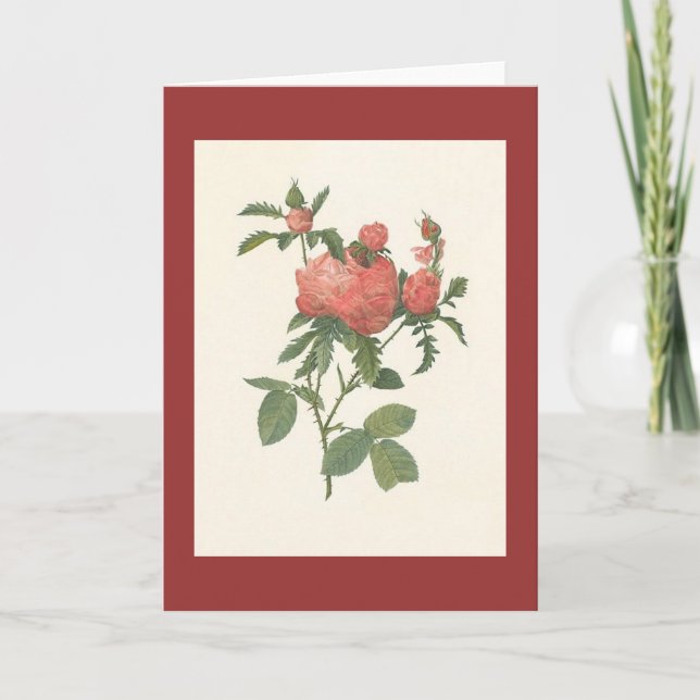 PJ Redoute - Rosa centifolia prolifera foliacea Card (Front)