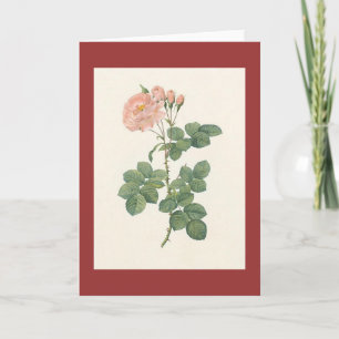 PJ Redoute - Rosa damascena aurora Card