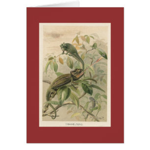 PJ Smith - Chameleons