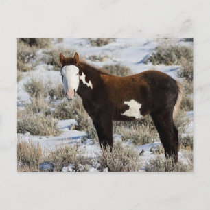 PJ The Paint Postcard