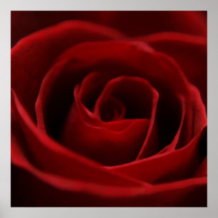 Placid Red Rose Poster