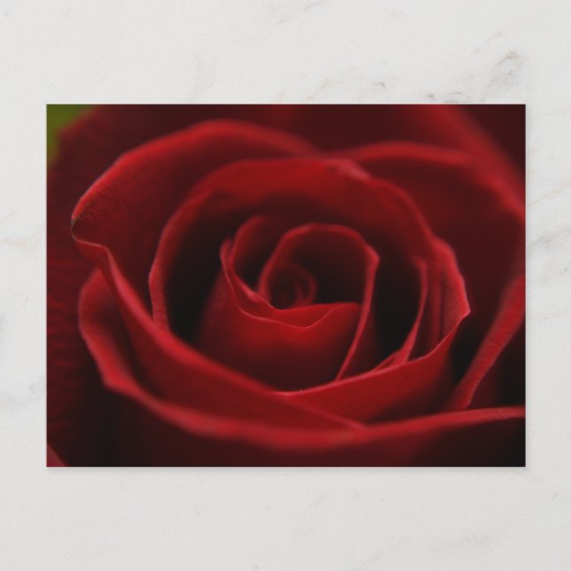 Placidly Red Postcard (Front)