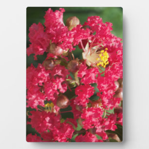 Plack w/Easel The Red Crepe Myrtle Bloom Plaque