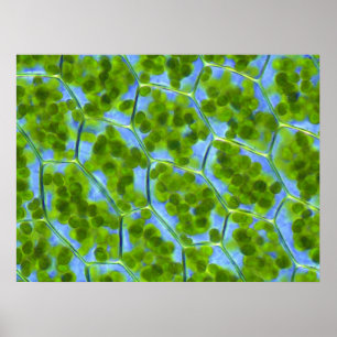 Plagiomnium Affine Plant Cells with Chloroplasts Poster