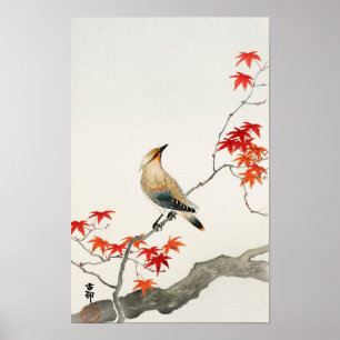 Plague Bird on Maple by Ohara Koson Poster