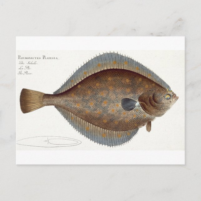 Plaice (Pleuronectes Platessa) plate XLII from 'Ic Postcard (Front)