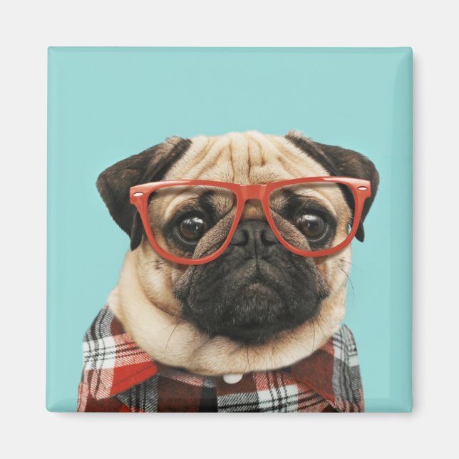 Plaid Shirt Pug Magnet (Front)