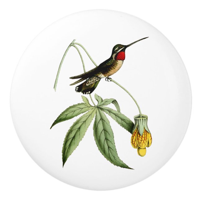 Plain Capped Star Throat Hummingbird Ceramic Knob (Front)