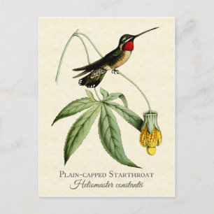 Plain Capped Starthroat Hummingbird Vintage Art Postcard