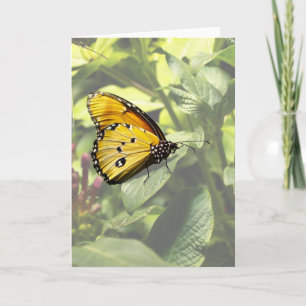 Plain Tiger Butterfly card